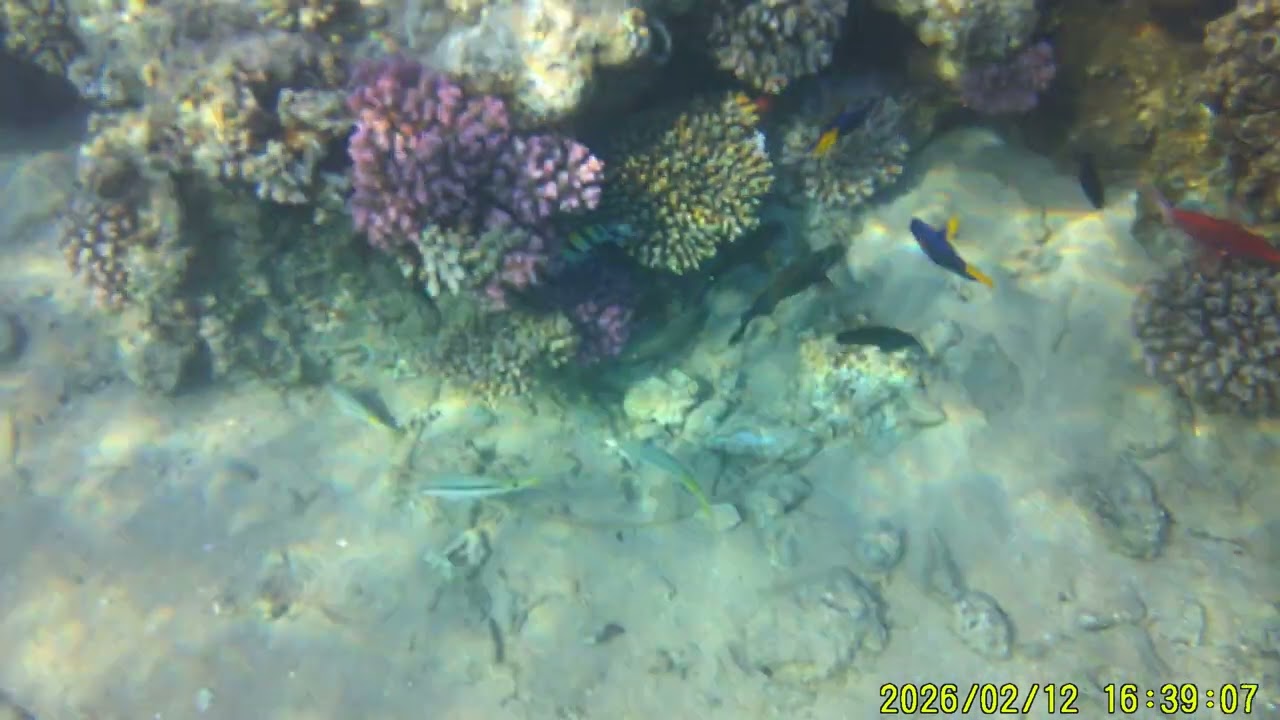 Šnorchlování v chráněné oblasti Sharm El Arab Bay/resort Siva Golden Bay 