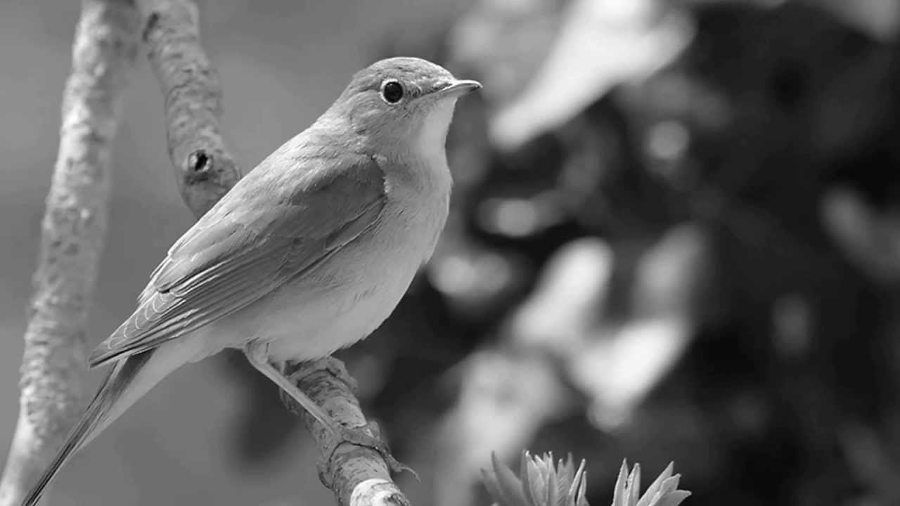 B&uuml;lb&uuml;l Kasidesi (Nar ı Kaside)
