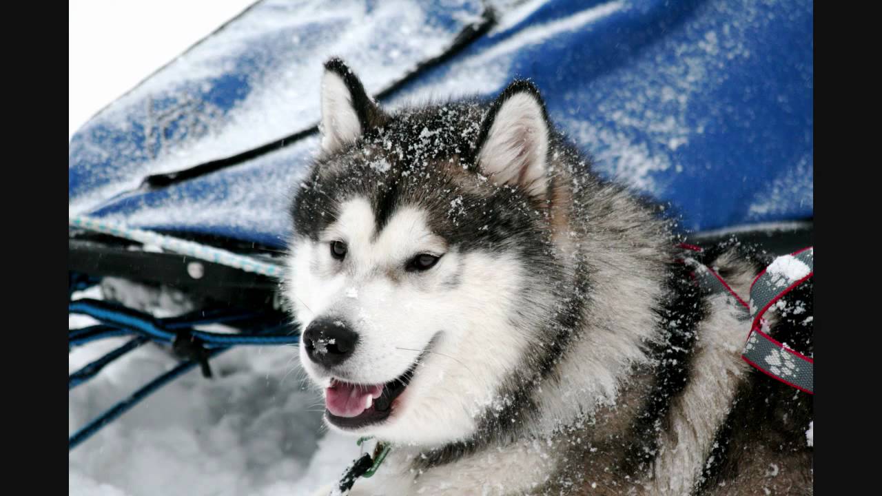 Alaskan Malamute Austrian Wolf