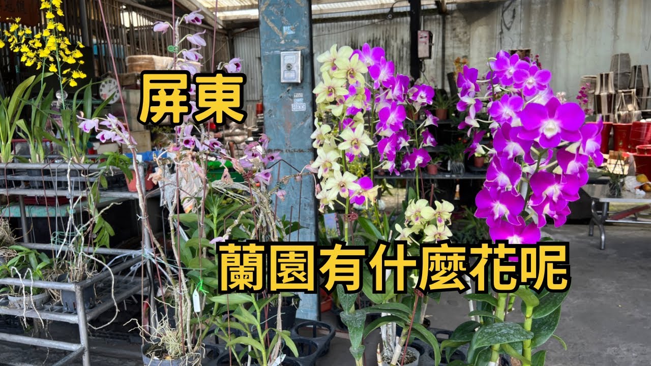 2023年6月18日 屏東蘭園 夏天有什麼蘭花呢？ 來買花啦！