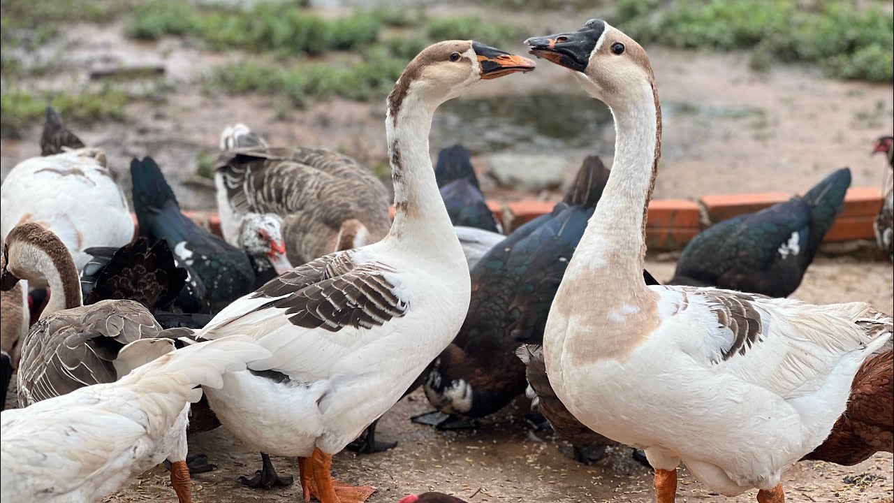 Geese guard their yard bravely