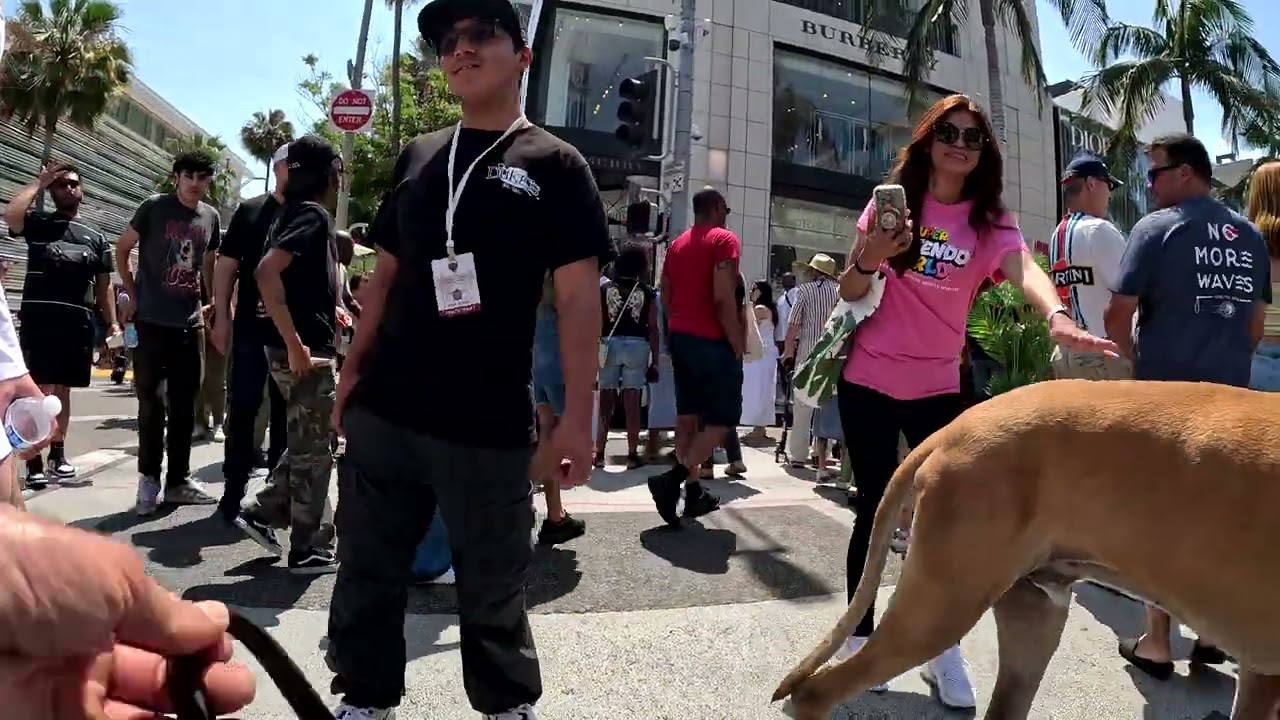 Cash 2.0 Great Dane at the Rodeo Drive Concours d’Elegance 2024 in Beverly Hills (5 of 6)