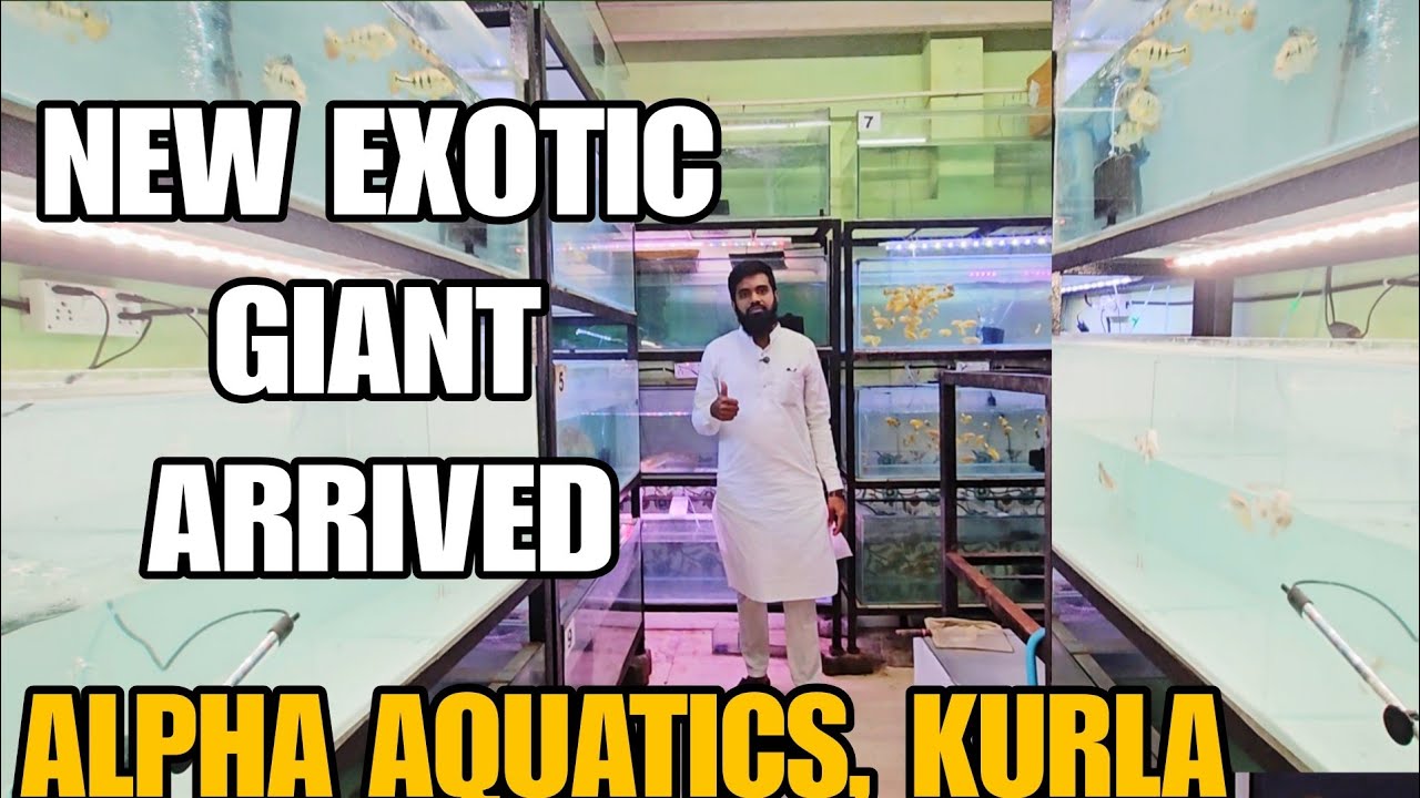 New Exotic Giant Aquarium Fish Stock Arrived | At Aplha Aquatics In Kurla