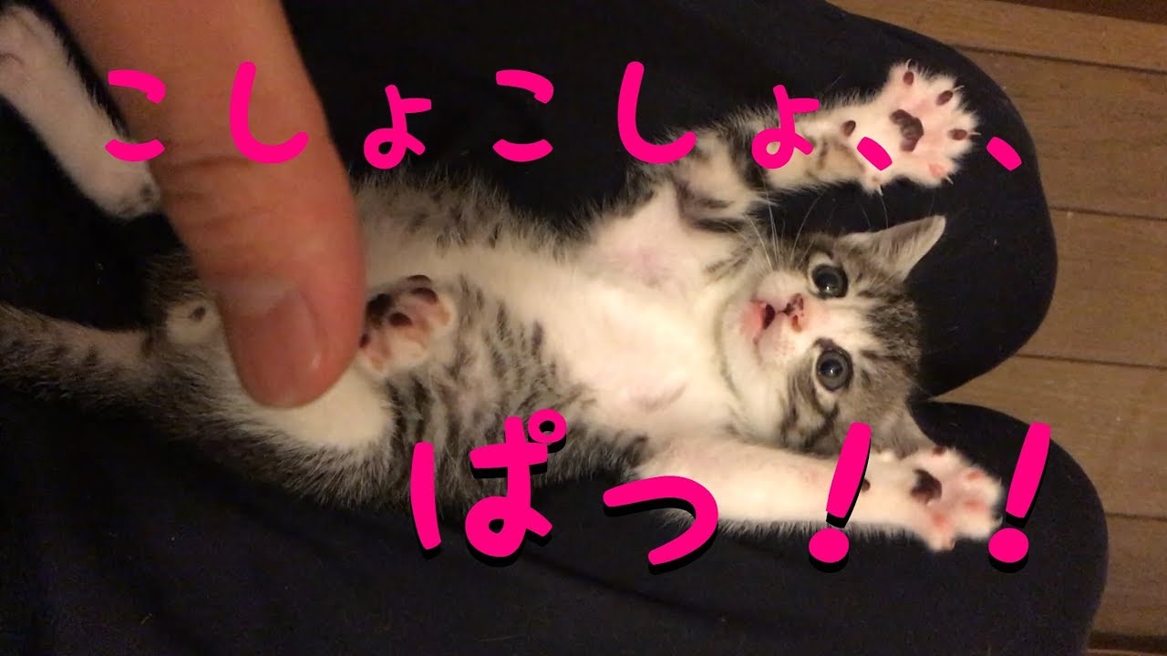 【悶絶注意】子猫の空をこちょこちょしたら可愛すぎた　（ Surprised Kitten）