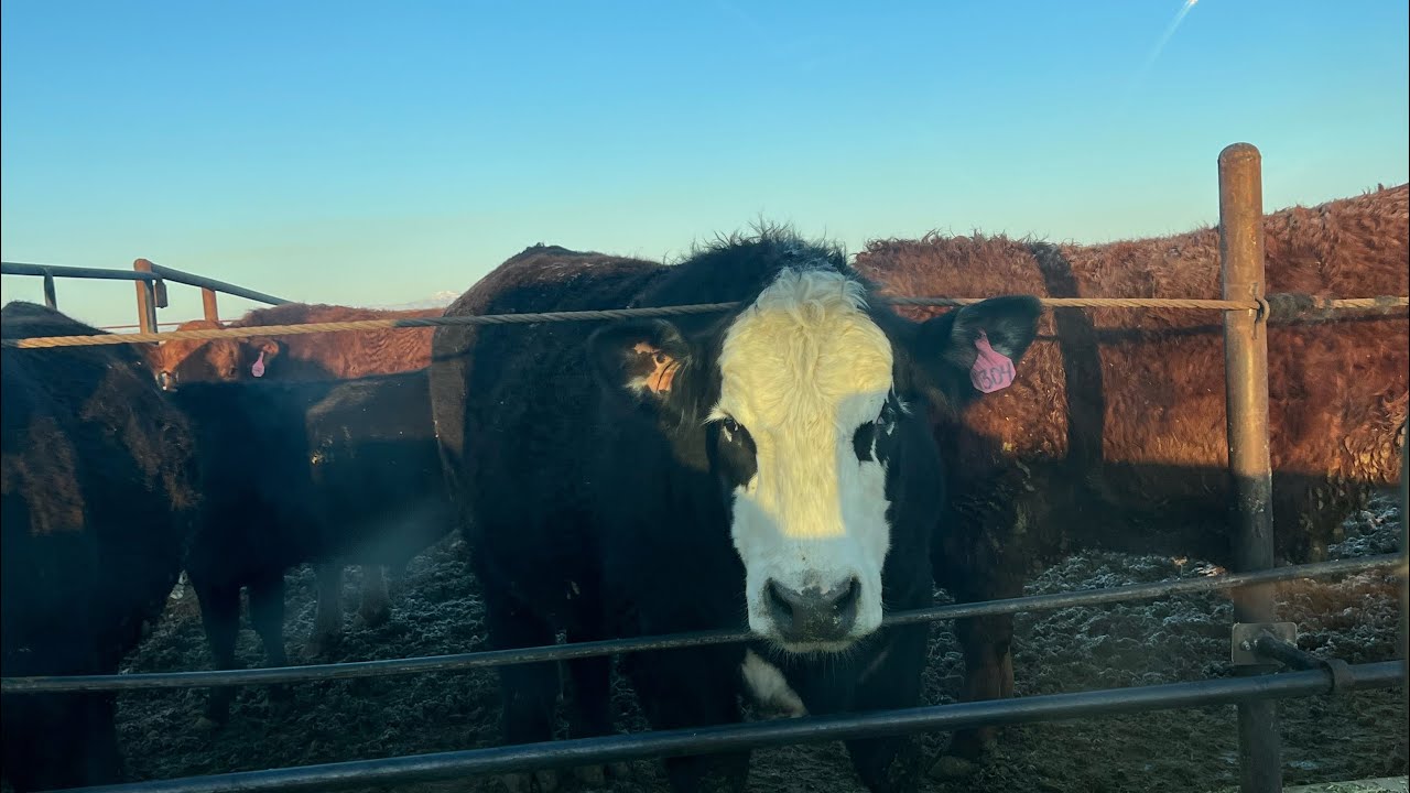 Feedyard corral work at Ja farms 