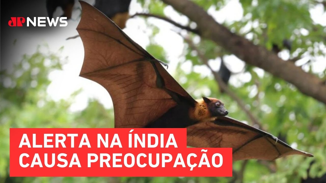 Nipah no Brasil: Ministério da Saúde descarta ameaça do vírus no país