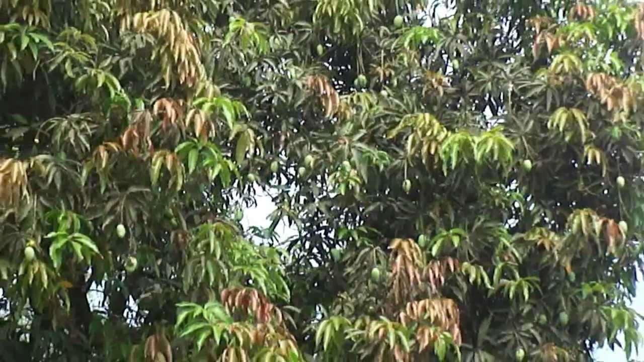 Mangos' on a tree in a petrol station in Satem, Navsari, Gujarat, India; 14th April 2012