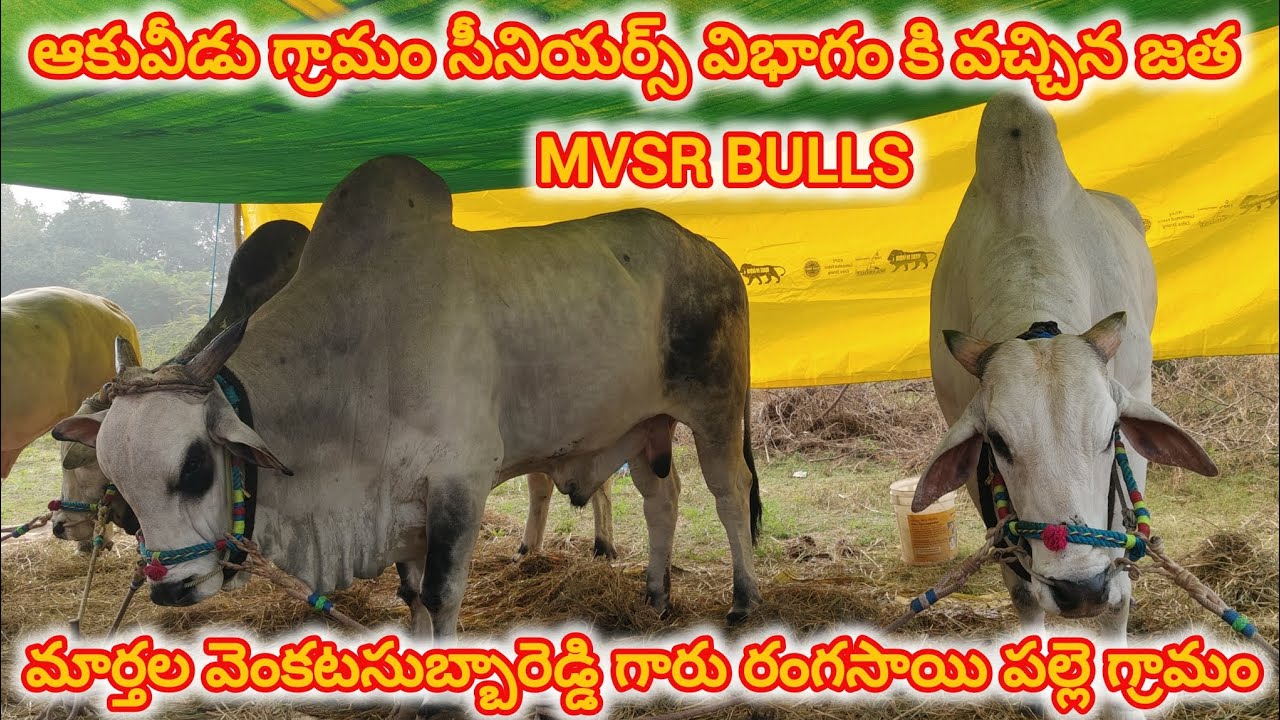 ఆకవీడు గ్రామం సీనియర్స్ విభాగం కి వచ్చిన జత 💥MVSR BULLS💥 మార్తాల వెంకట సుబ్బారెడ్డి గారు 