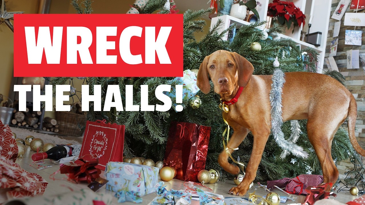 Pet Holiday Madness | FUNNY & CUTE Holiday Pet Videos