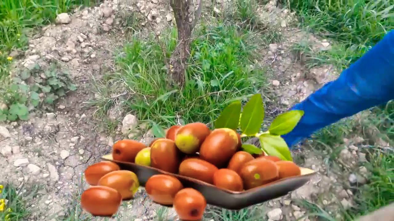 Самый простой способ вырастить мармелад  Облепиха |  Сидр |  Альканар