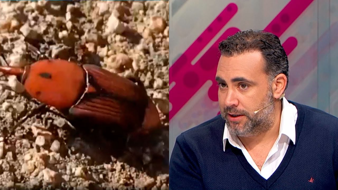 La afectación de las palmeras por el 