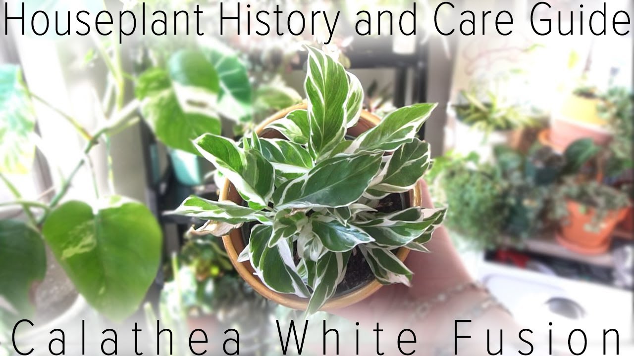 Houseplant History and Care Guide: Calathea Lietzei White Fusion
