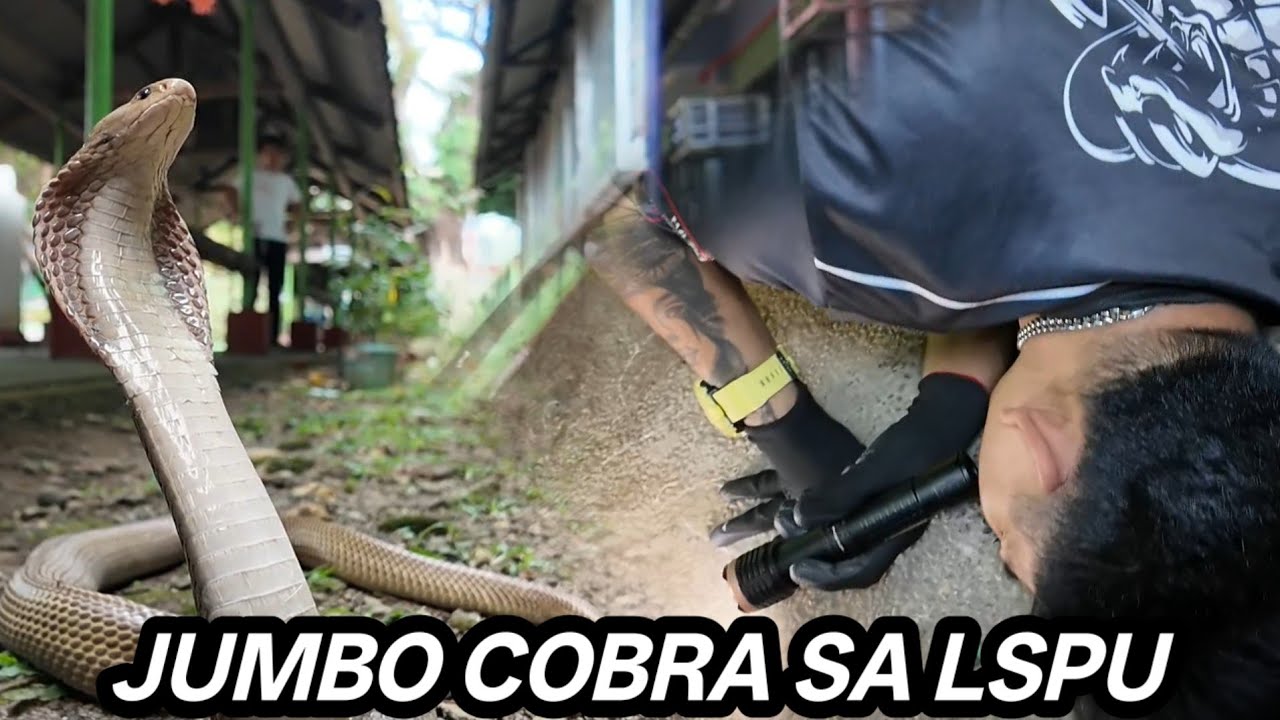 COLLEGE SCHOOL LSPU PINASOK NG JUMBO COBRA / ANG BAGONG MISSION 