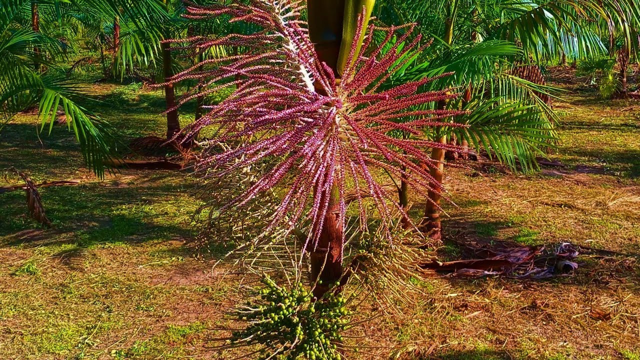 PLANTAÇÃO DE AÇAÍ BRS PAI D'ÉGUA- RESULTADOS DA ADUBAÇÃO