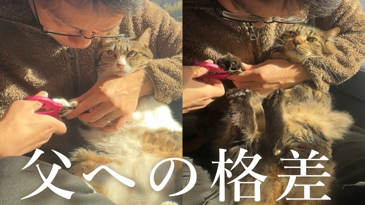 爪切りを受け入れる猫。嫌がる猫。