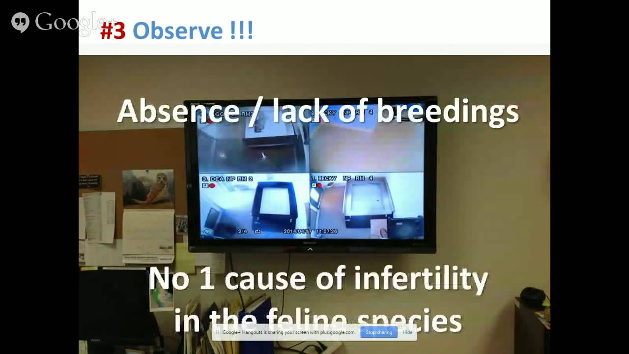 Feline Reproduction Webcast Series : Part II