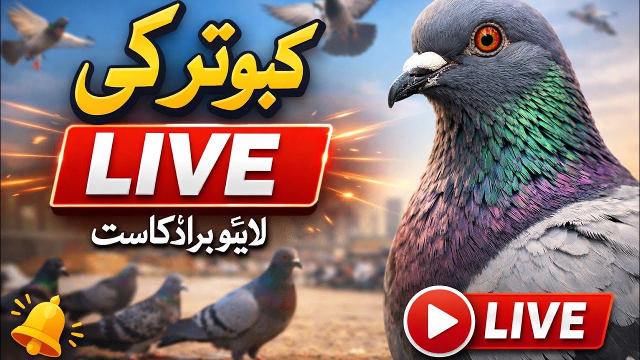 Aaj Kabutar Ki LIVE 🔥 | Smart Kabutar Channe