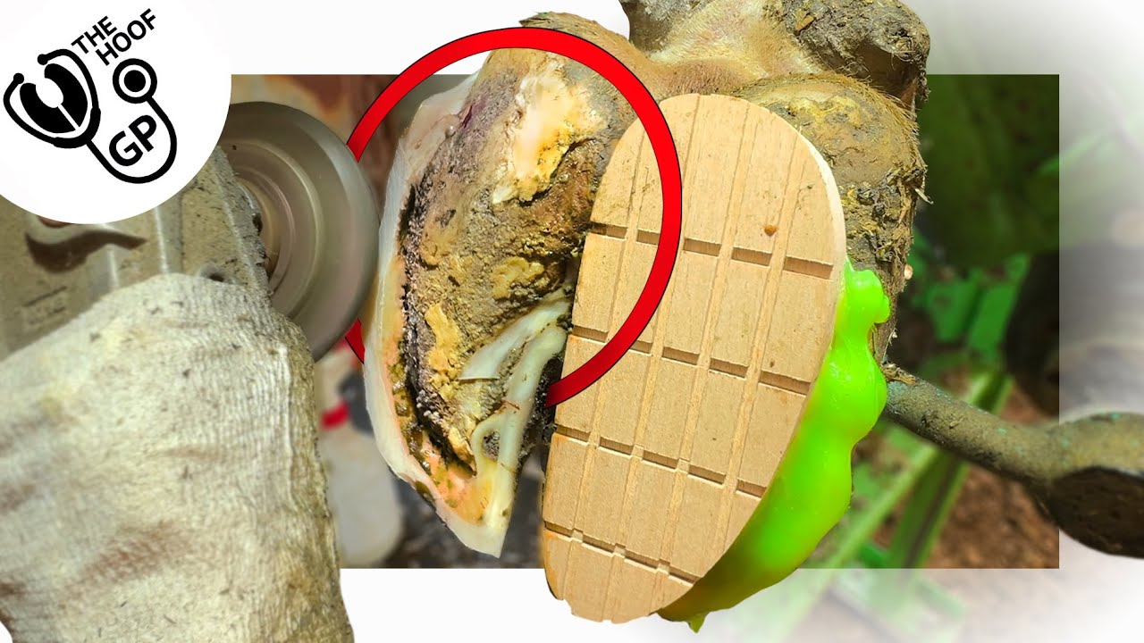 MASSIVE BULL&rsquo;s HOOF is ROTTEN to the CORE!