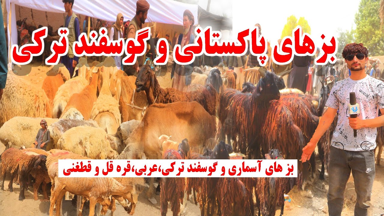 قیمت بز و گوسفند در کندز | بز آسماری، گوسفند ترکی، پاکستانی، عربی و قطغنی | امام صاحب 2025|