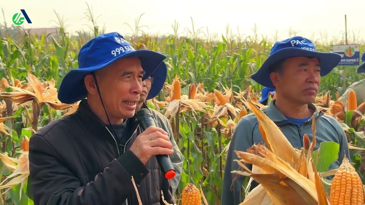 PAC 999 Super S - Giống ngô lai đơn biến đổi gen không làm nhà nông thất vọng!