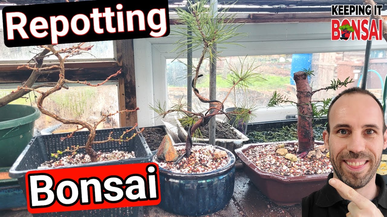 Yew, Larch, Japanese Black Pine Bonsai Repots