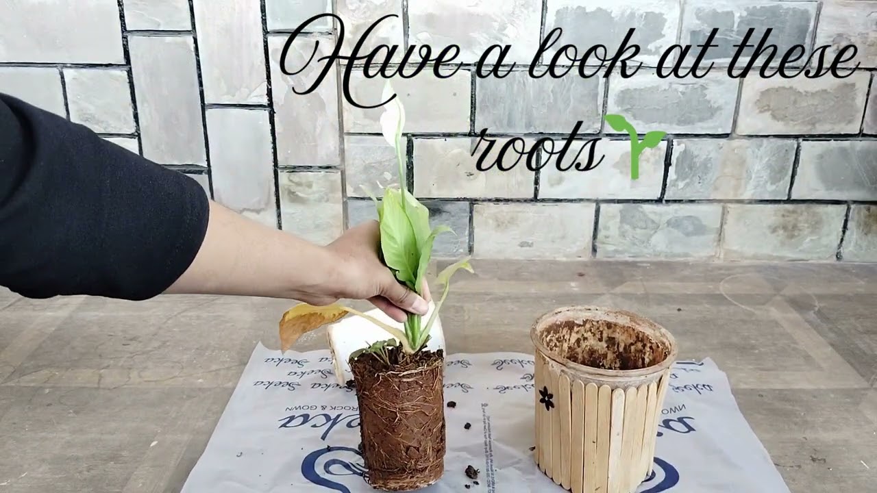 Peace Lily Repotting #peacelily #gardening #repotting