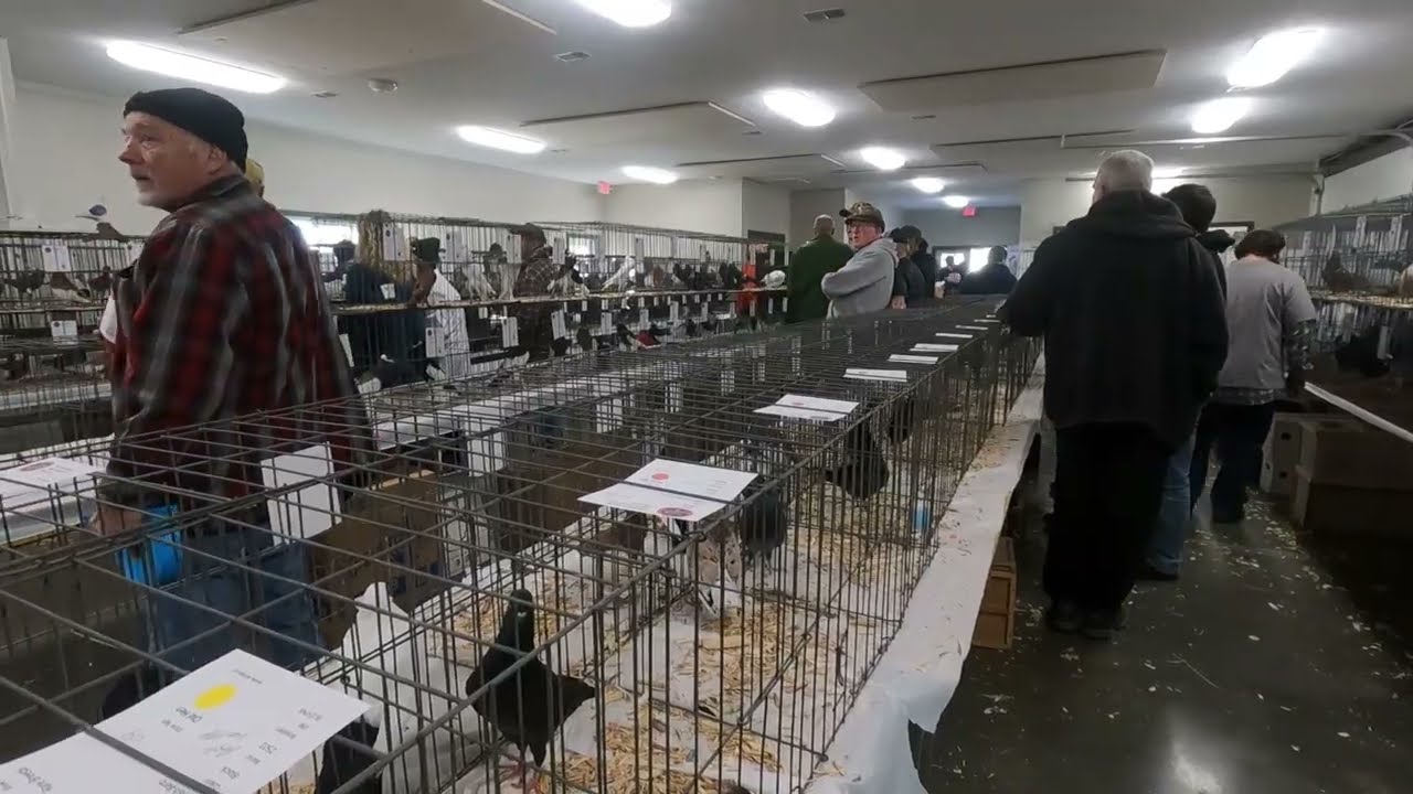 WMPA West Michigan Pigeon Association All Breed Pigeon Show 2024  Drenthe MI