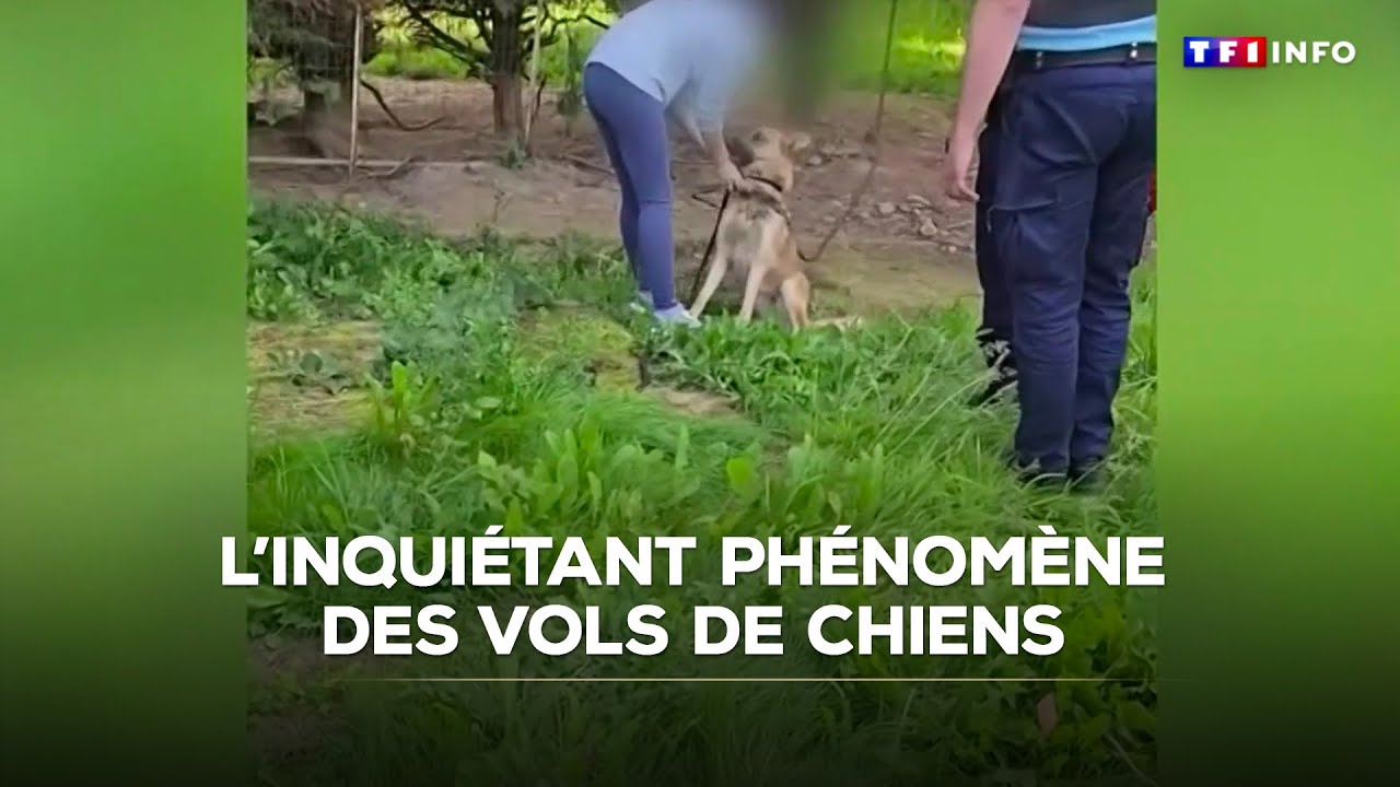ENQUÊTE - L'inquiétant phénomène des vols de chiens｜TF1 INFO