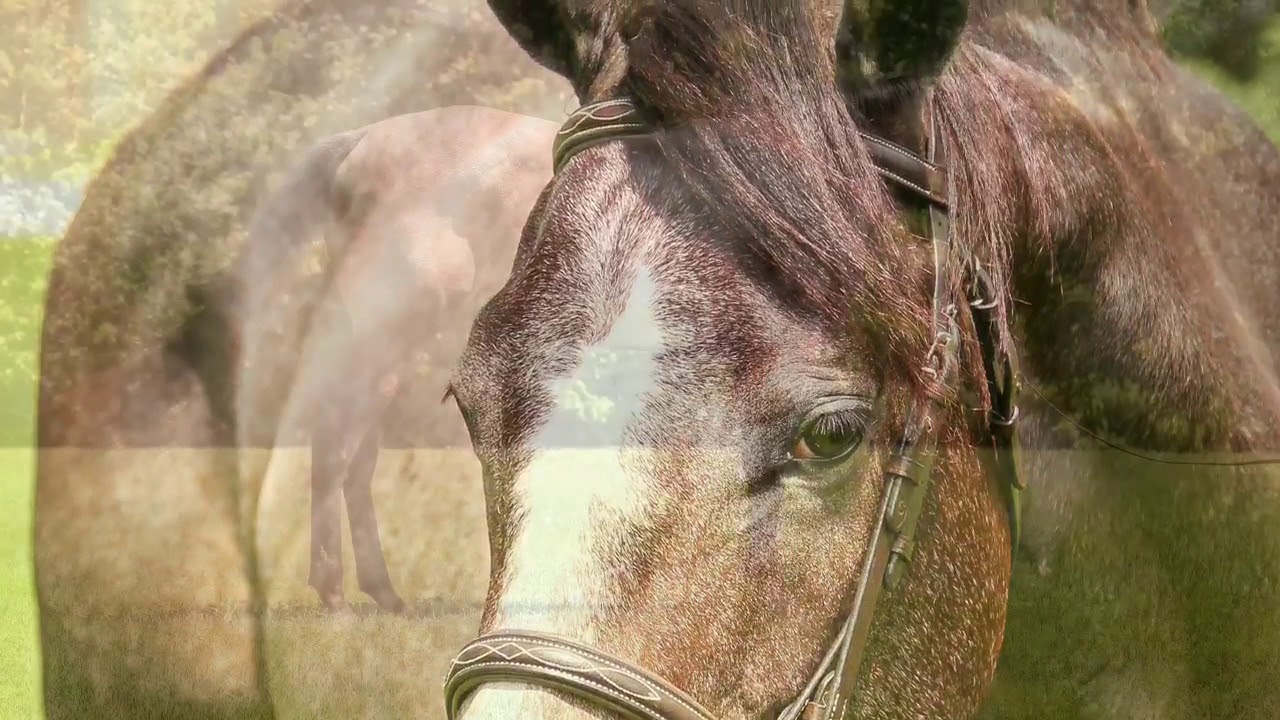 2014 AQHA Gray Mare for sale English or western