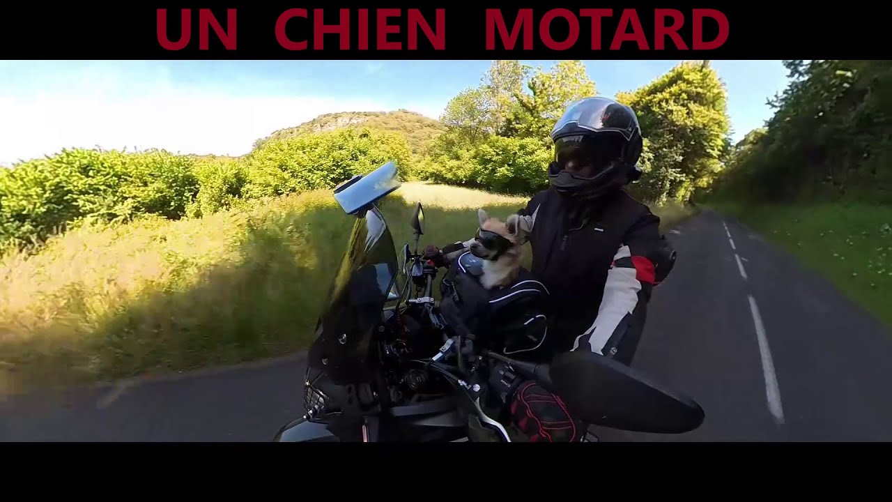 Je part avec mon chien en moto ! Superbe ballade !