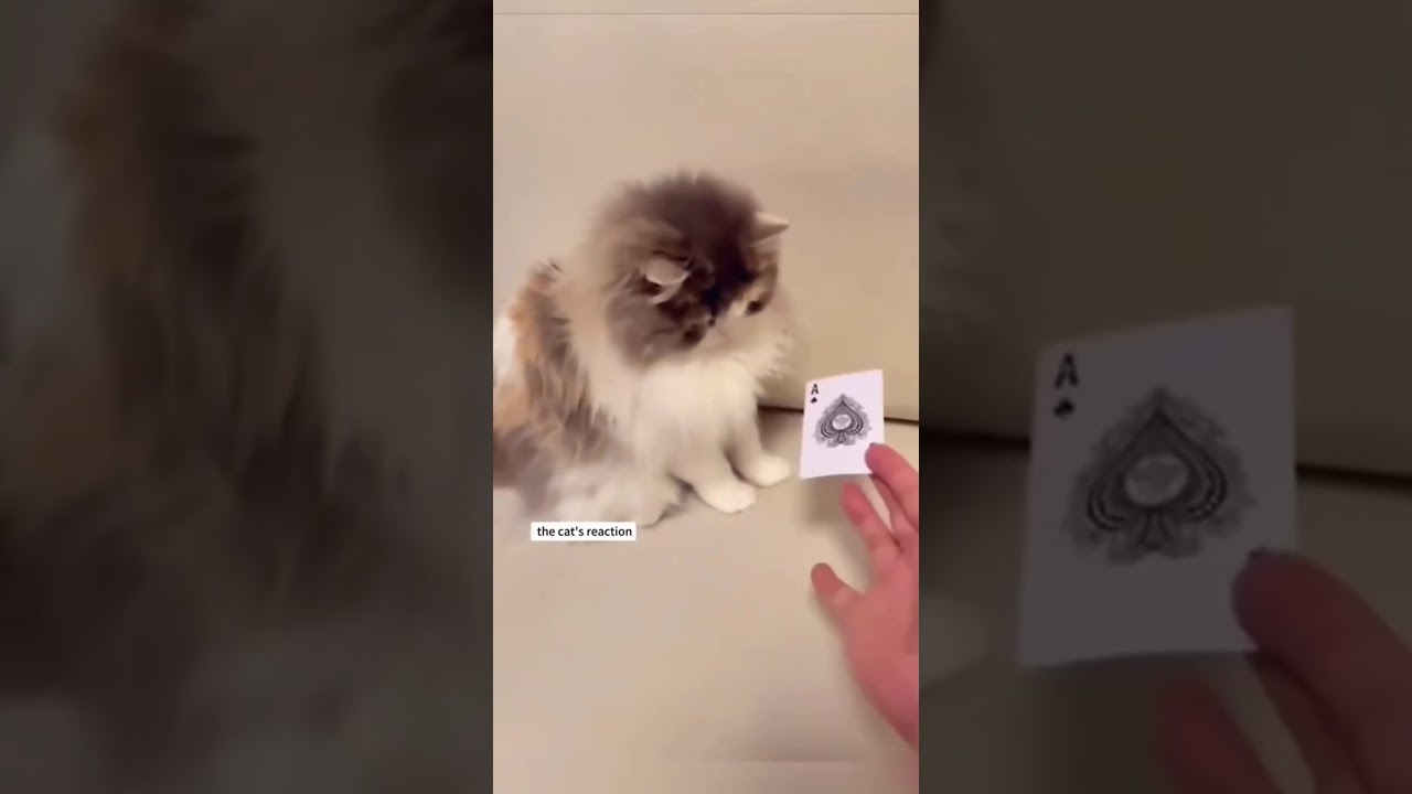 The Smartest Cats Ever: Water Play, Magic Reactions & English Skills! 🐱🎉 #funny #cat
