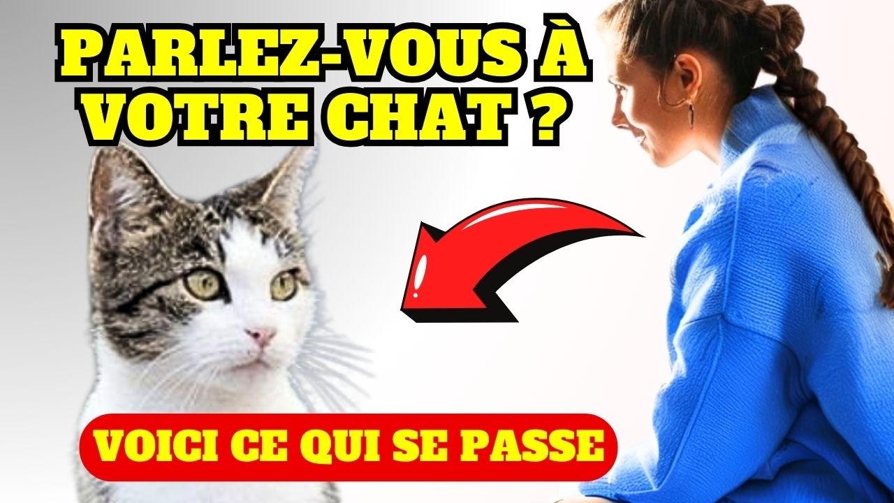 Ce que ton chat pense quand tu lui parles… La vérité va te surprendre !