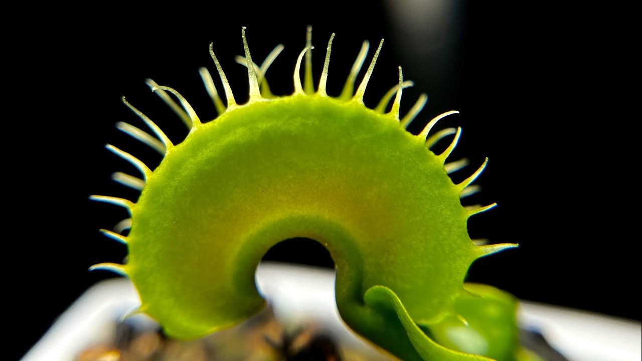 Tour | Venus Flytraps and Cephalotus are Waking Up