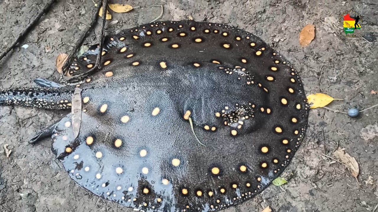PESCA EN EL RÍO PALACIOS EN SANTA CRUZ-BOLIVIA🇧🇴