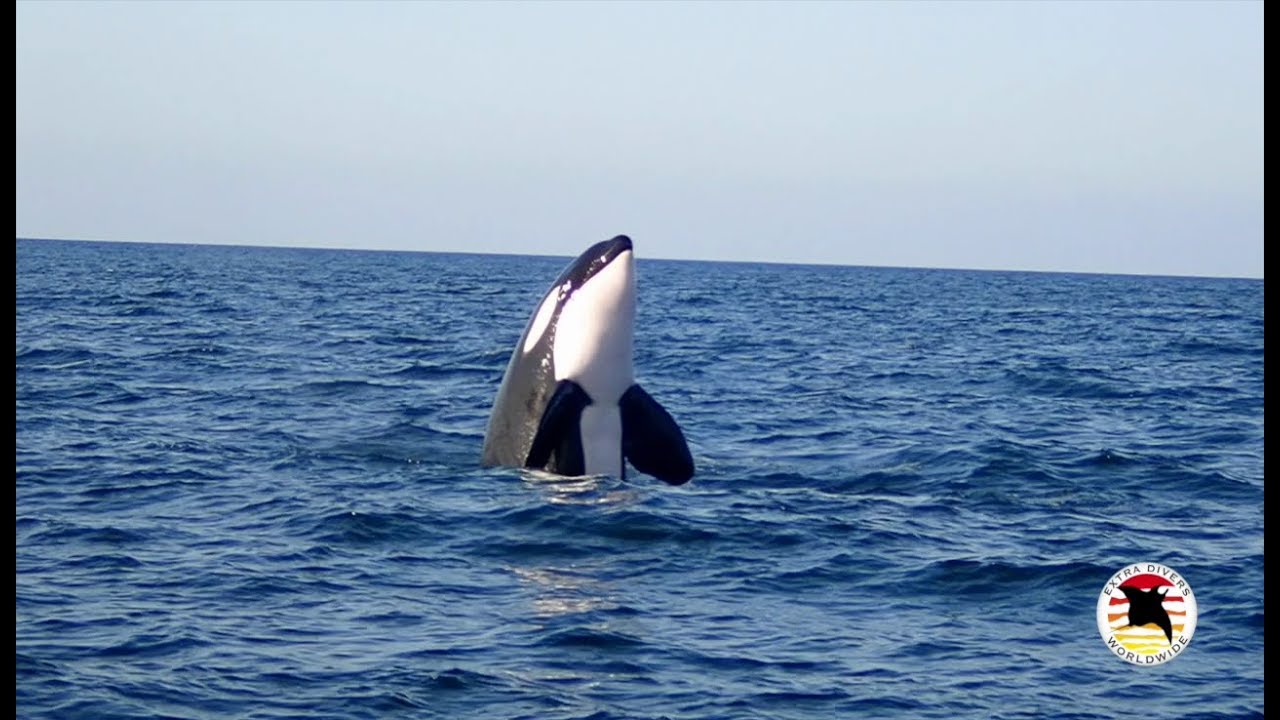Extra Divers: Orcas at Mirbat / Oman