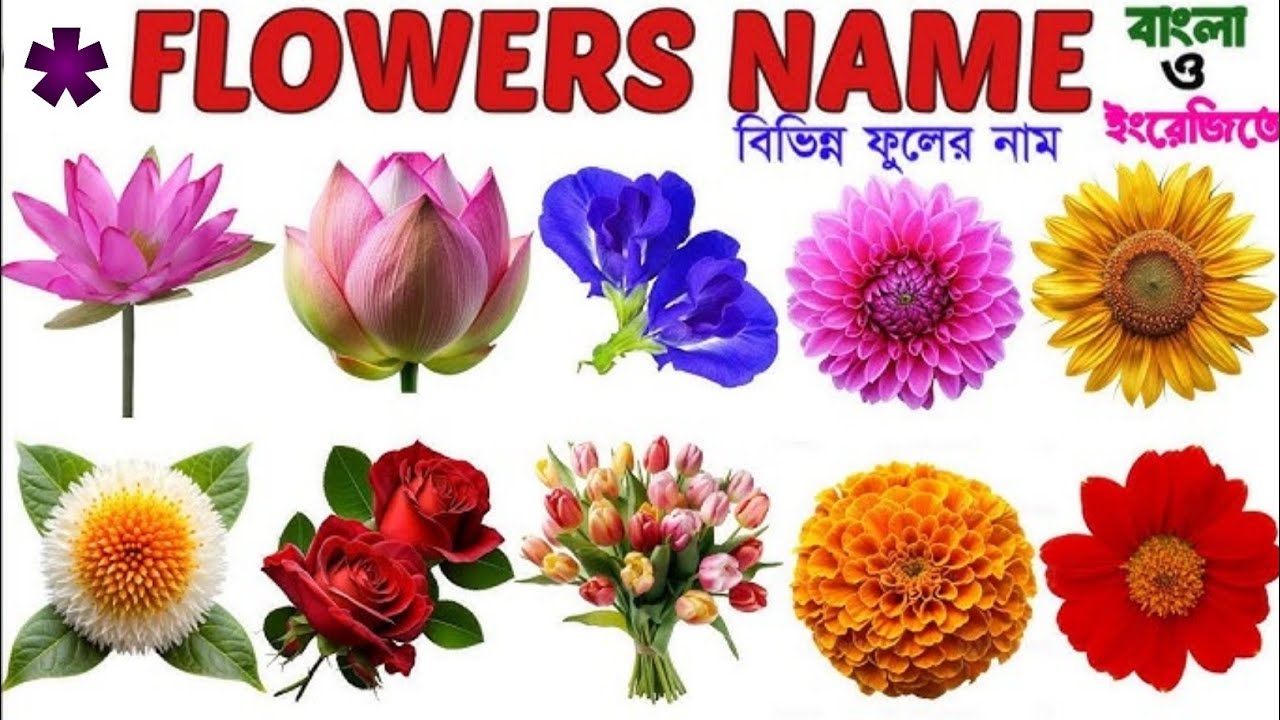 বিভিন্ন ফুলের নাম| Flowers 🌺🌹 💐 🌻 name bangali and English| Name of flowers for kids|