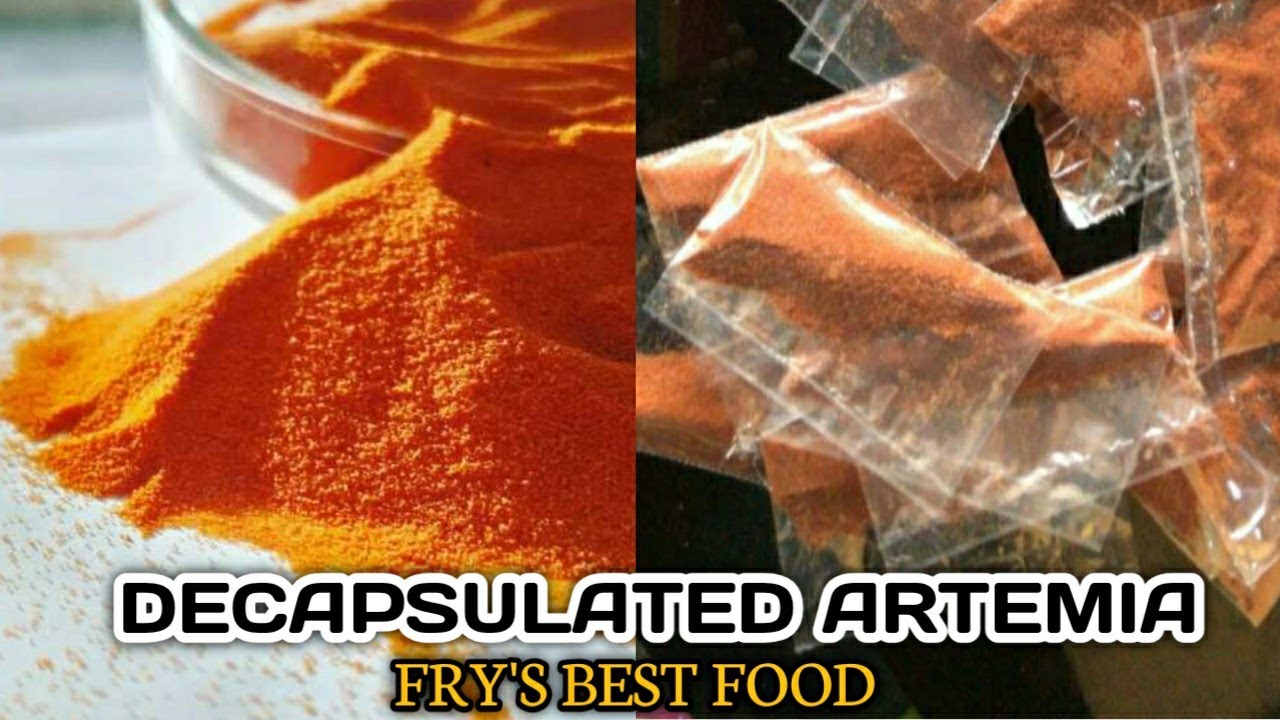 DECAPSULATED ARTEMIA CYSTS IN TAMIL | BETTA FRY'S BEST FOOD | TRICHY AQUATICS