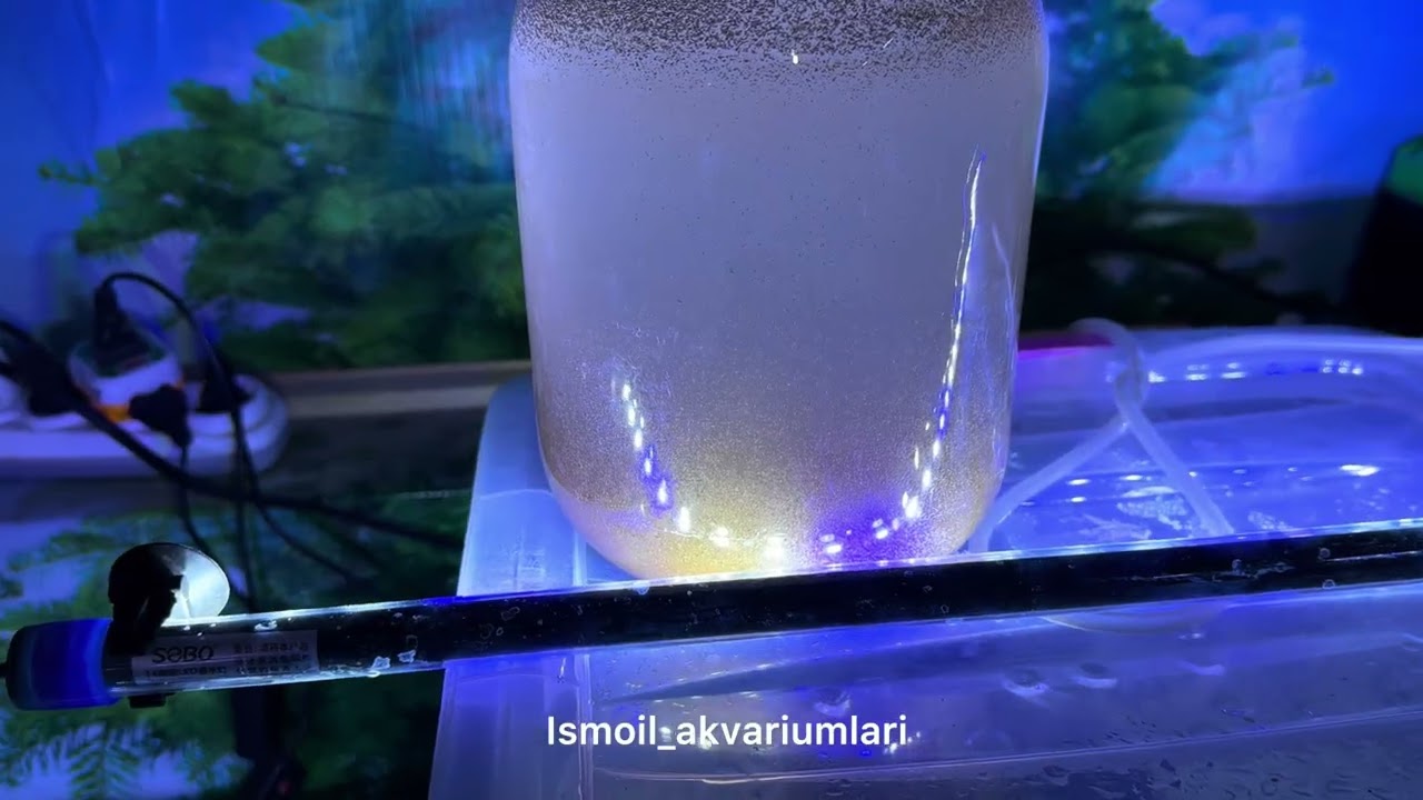 Tuxumdan chiqqan artemiyani toza suzib olish. Тухумдан чиққан артемияни тоза сузиб олиш