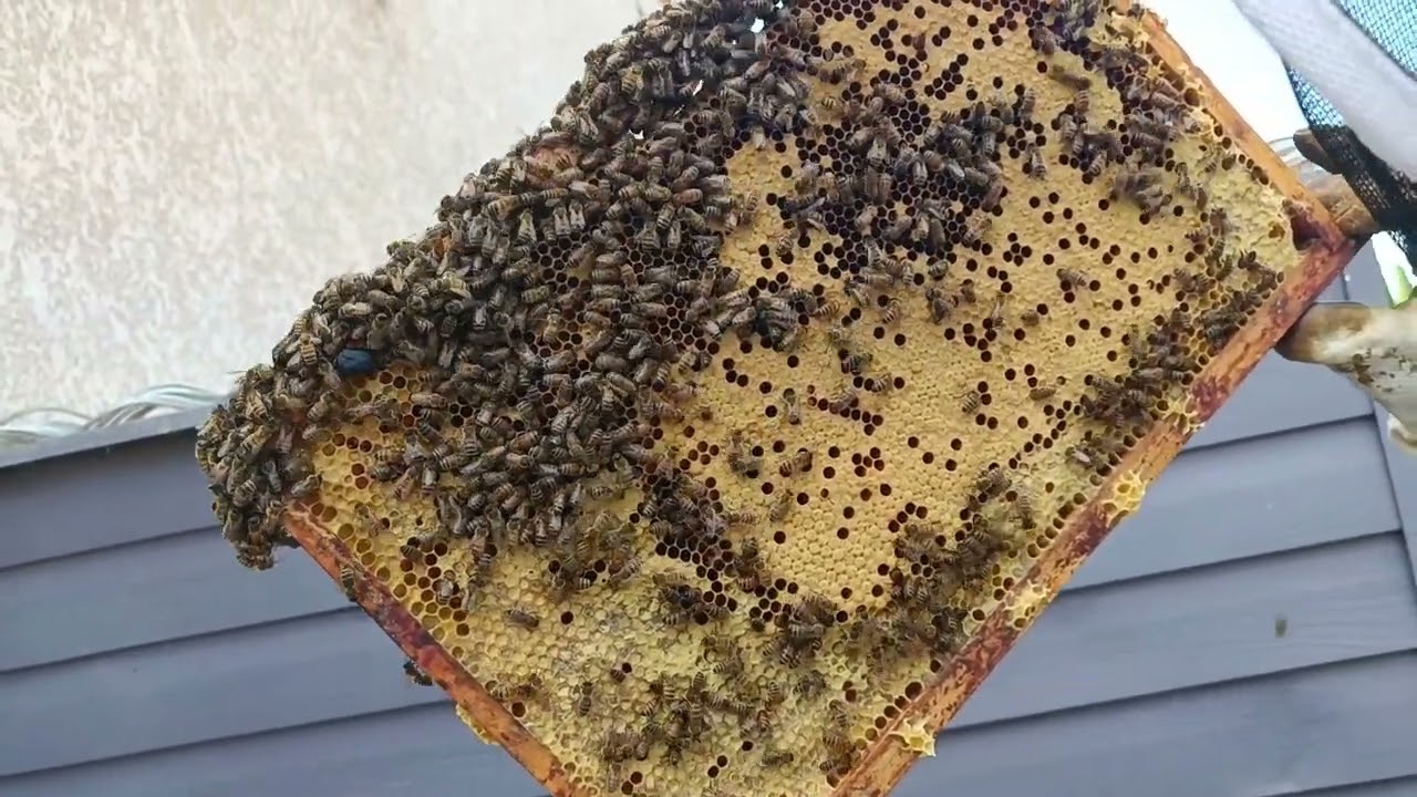 Traitement Apivar contre le varroa et parasites