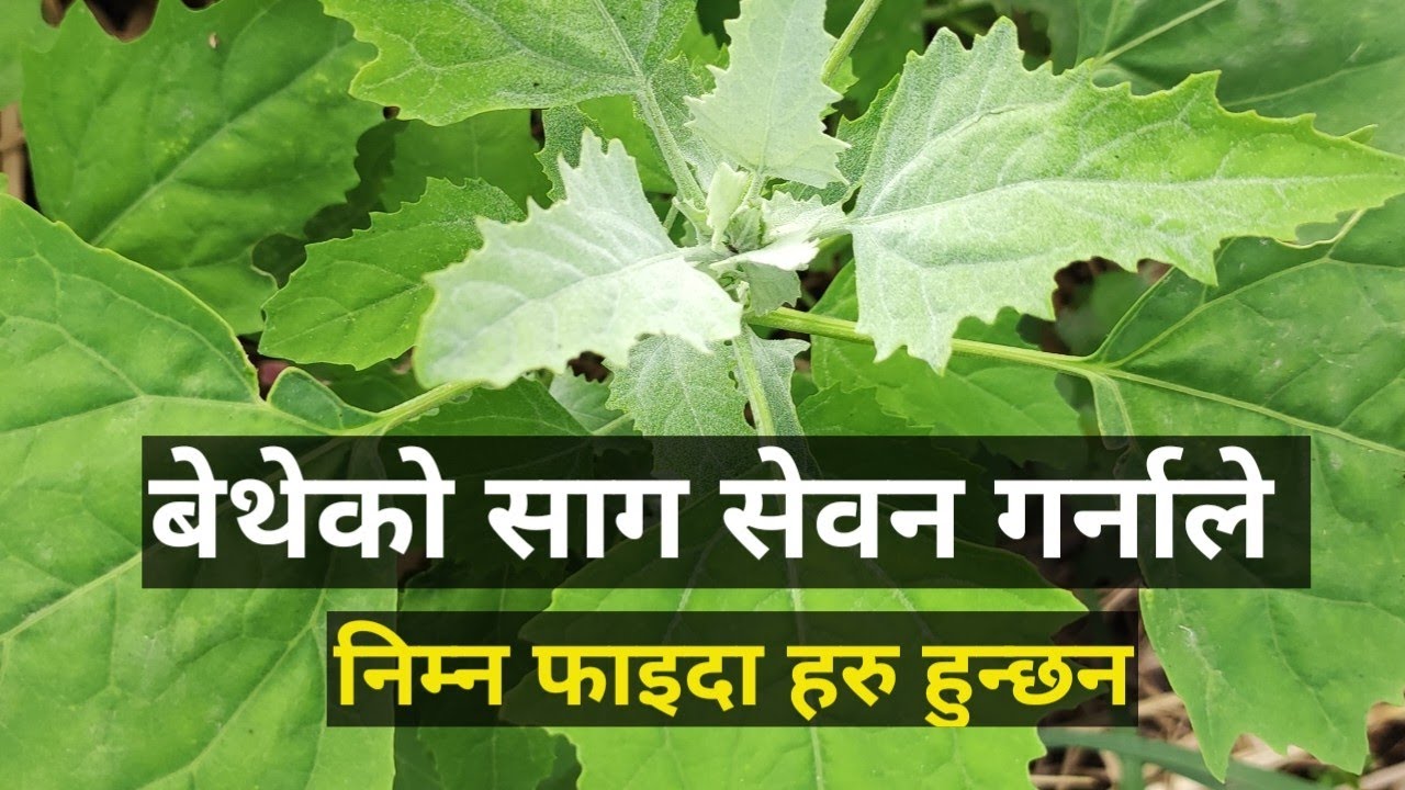 बेथेको साग बाट आम्दानी साथै स्वास्थ्य मा पनि निम्न फाइदा हरु हुन्छ जानिराख्नुहोस् ।