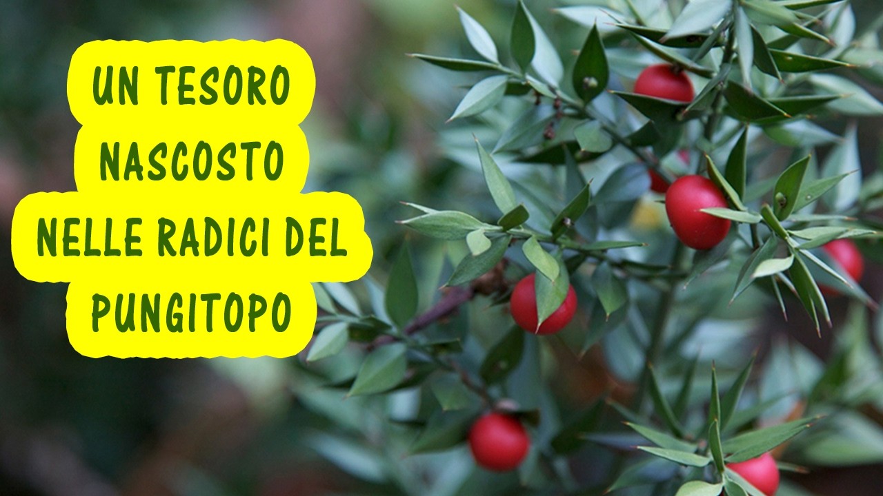 Liquore alla radice di pungitopo (Ruscus aculeatus) Amaro fatto in casa, Cosa si nasconde nei rizomi