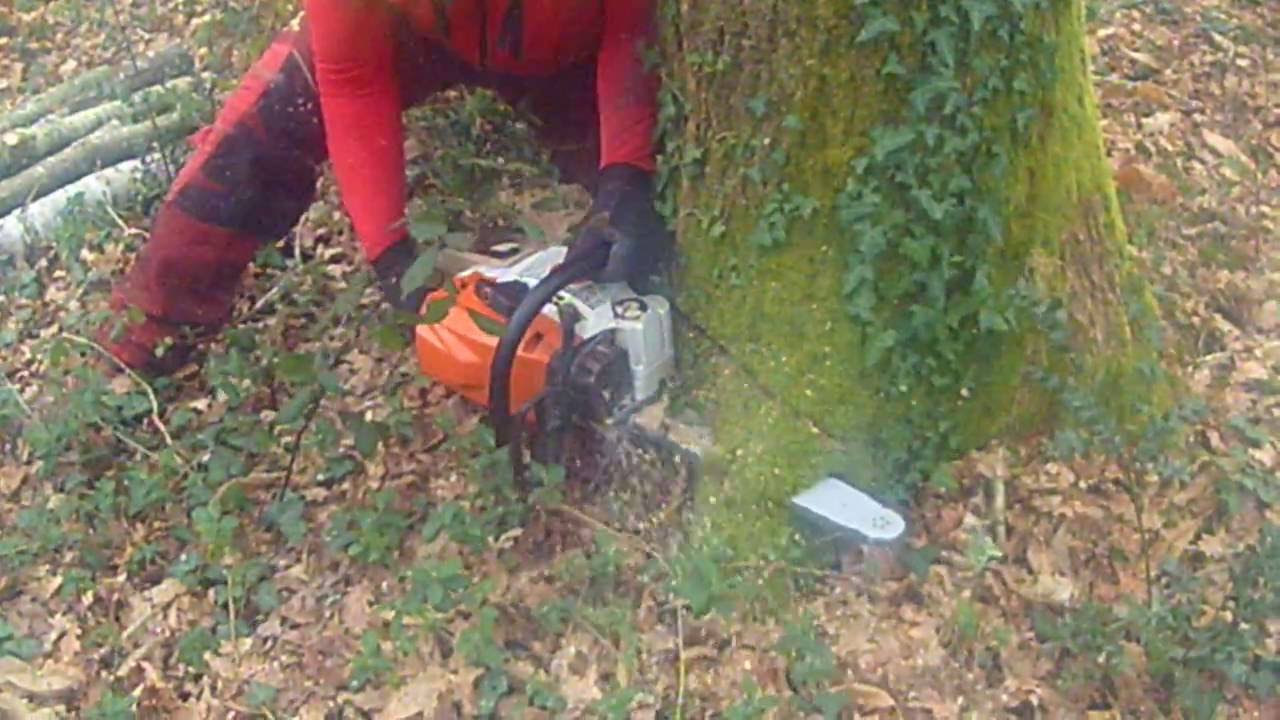 Abattage chene vs ms 362 cm guide de 40