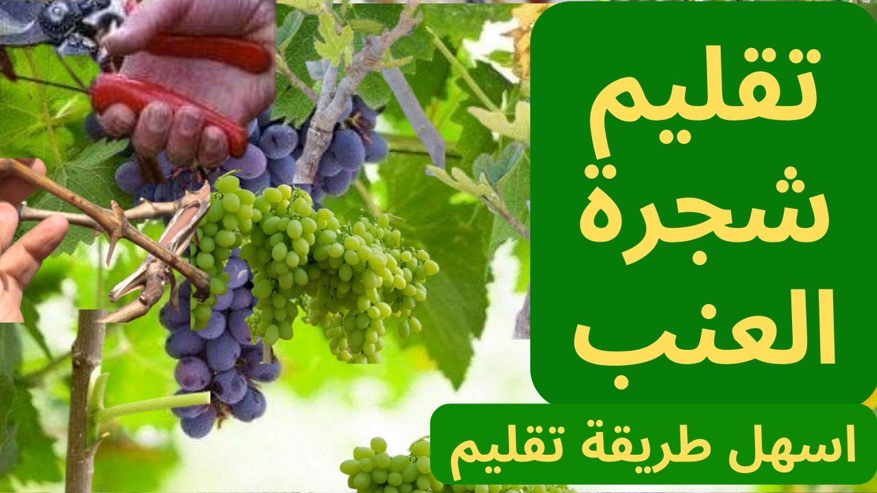 تقليم شجرة العنب | اسهل طريقة تقليم