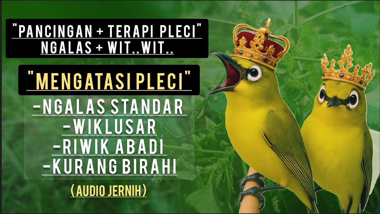 Terapi Pleci Ngalas + Witwit | Mengatasi Pleci Kurang Gacor & Kurang Birahi (Audio Jernih)