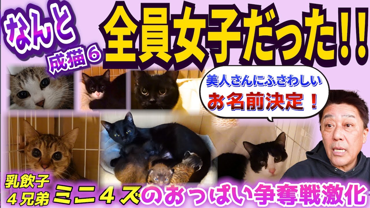 保護された10匹の今─成猫さん全員女子でした！？【ミニ４ズもスクスク成長中】