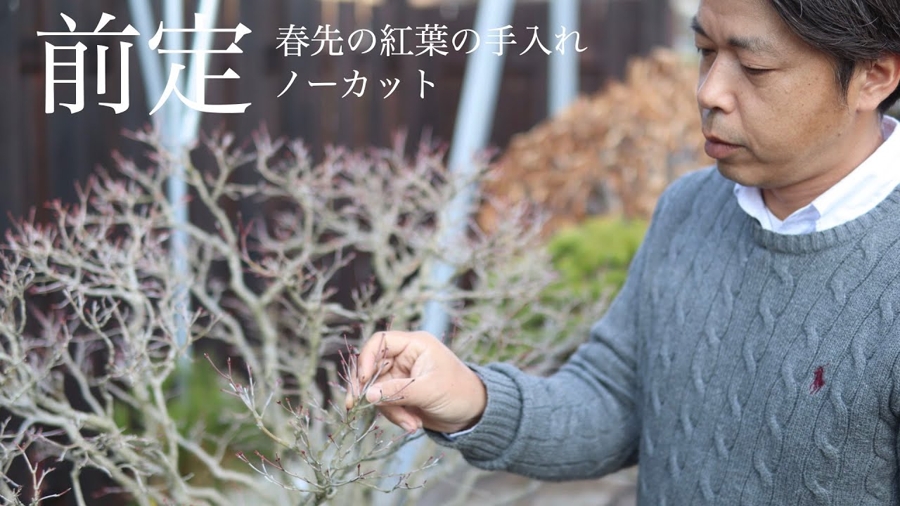 前定・ノーカット 春先の紅葉の手入れ [盆栽手入れの基本]