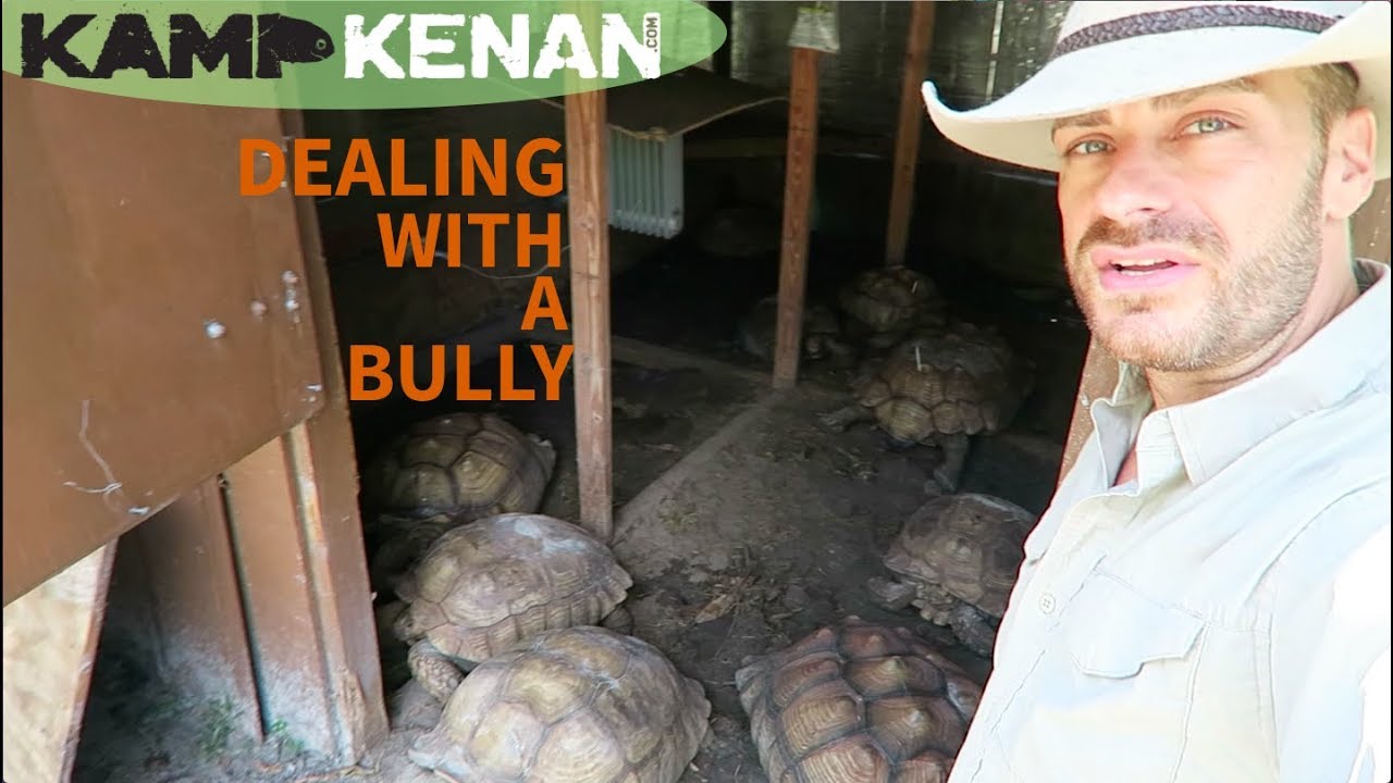 How To Deal with Aggressive Sulcata Tortoises
