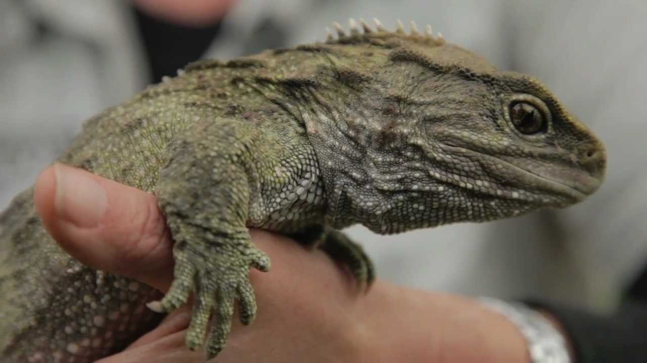Tuatara