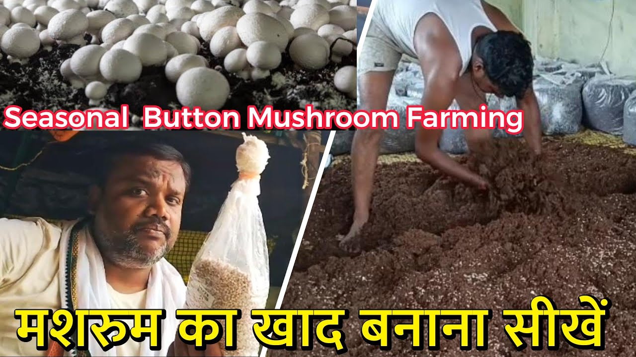 बटन मशरुम की खेती के लिये खाद कैसे बनाये ? Seasonal Button Mushroom farming Compost Making Process