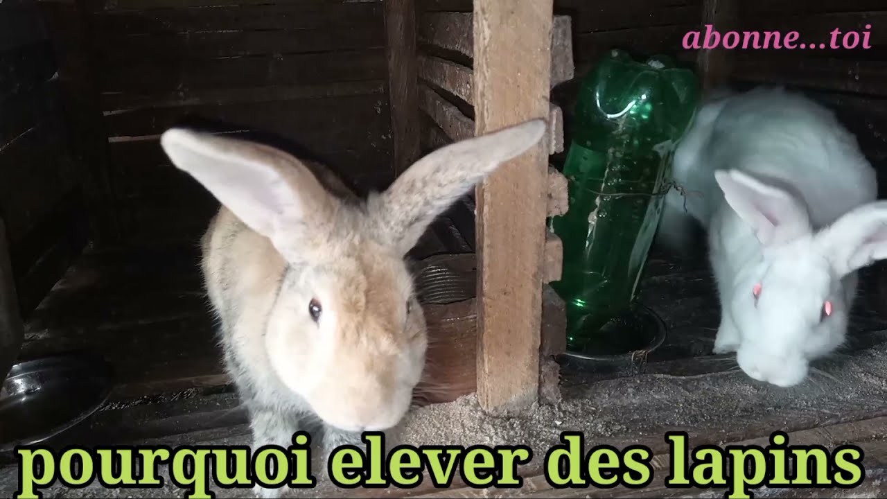 debuter l'elevage des lapins